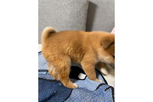 成約済の大阪府の柴犬-241075の5枚目