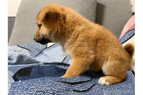 成約済の大阪府の柴犬-241075の8枚目