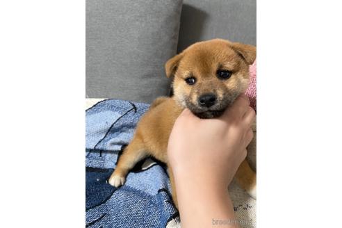成約済の大阪府の柴犬-241075の7枚目