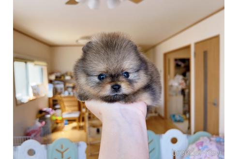 成約済の岐阜県のポメラニアン-238152の10枚目