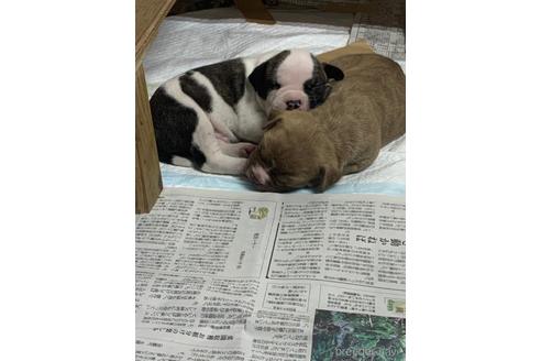 成約済の沖縄県のミックス犬-239000の13枚目