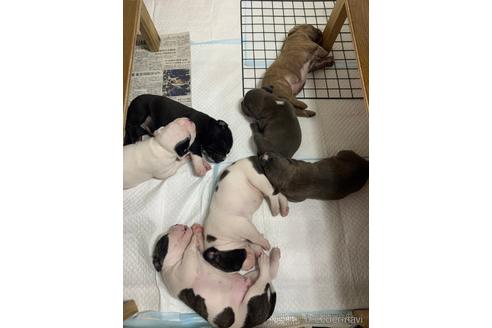 成約済の沖縄県のミックス犬-239000の13枚目