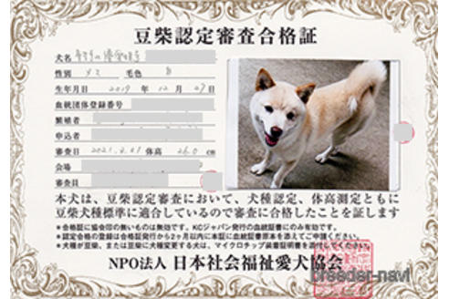 成約済の神奈川県の豆柴-239889の2枚目