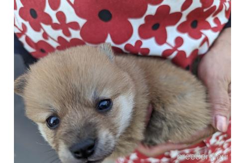 成約済の岡山県のミックス犬-241183の3枚目