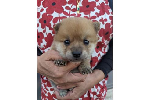 成約済の岡山県のミックス犬-241183の1枚目