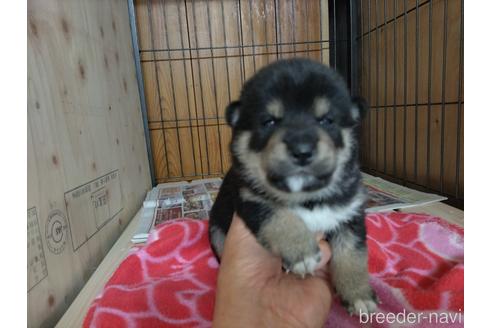 成約済の岡山県の柴犬-240463
