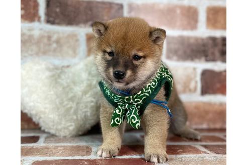 成約済の福岡県の豆柴-241247の9枚目