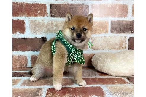 成約済の福岡県の豆柴-241253の6枚目