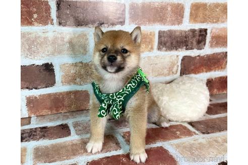 成約済の福岡県の豆柴-241253の7枚目