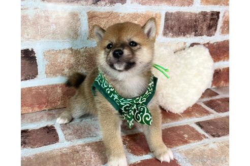 成約済の福岡県の豆柴-241253の8枚目