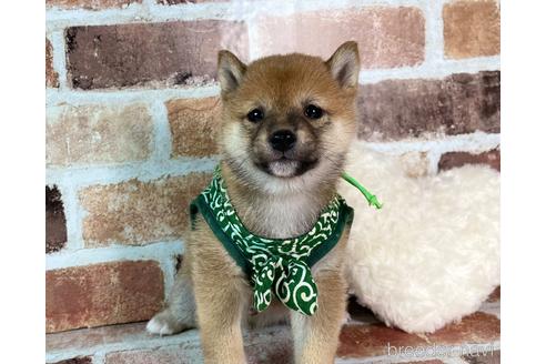 成約済の福岡県の豆柴-241253の9枚目