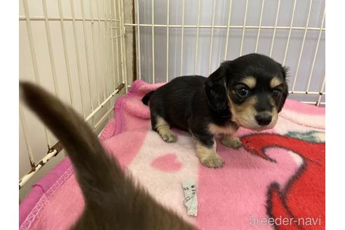 成約済の滋賀県のミニチュアダックスフンド(ロングヘアード)-241261の1枚目