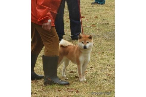 よしの月夜ちゃん1枚目