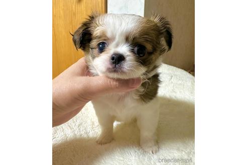 成約済の福島県のミックス犬-235195の7枚目