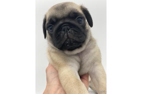 成約済の愛知県のパグ-238069の2枚目