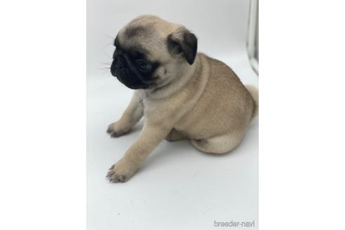 成約済の愛知県のパグ-238069の3枚目