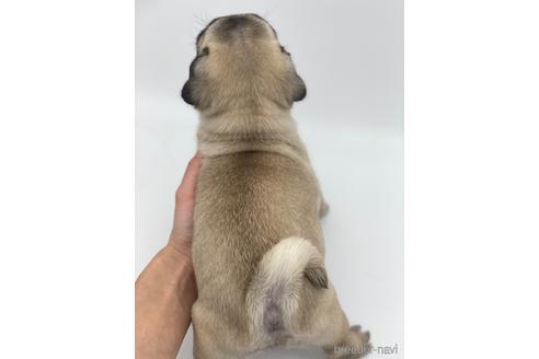 成約済の愛知県のパグ-238069の5枚目