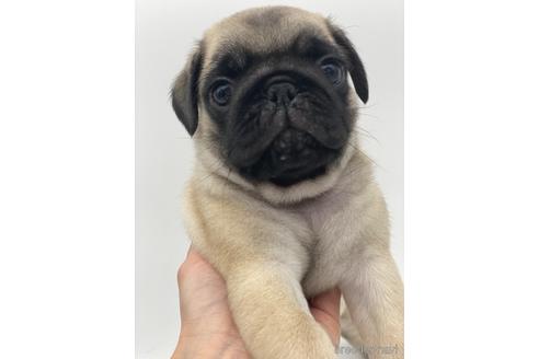 成約済の愛知県のパグ-238069の1枚目