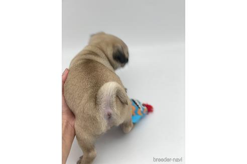 成約済の愛知県のパグ-238070の2枚目