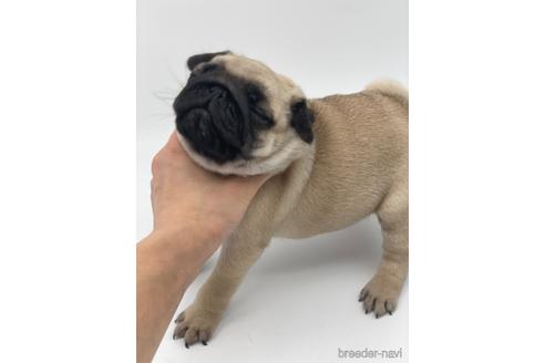 成約済の愛知県のパグ-238070の3枚目