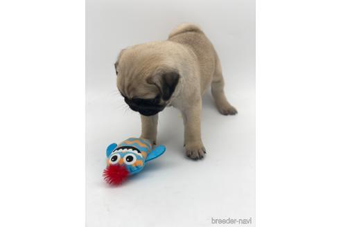 成約済の愛知県のパグ-238070の5枚目