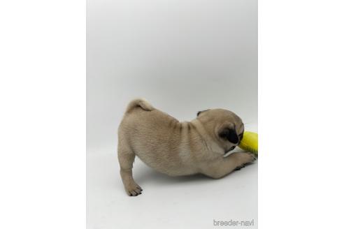 成約済の愛知県のパグ-238068の4枚目