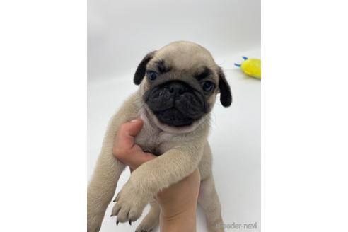 成約済の愛知県のパグ-238068の1枚目