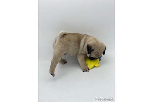 成約済の愛知県のパグ-238068の5枚目