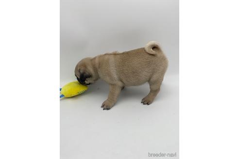 成約済の愛知県のパグ-238068の2枚目