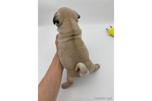 成約済の愛知県のパグ-238068の3枚目