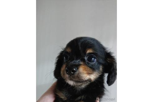 成約済の愛知県のミックス犬-233484の24枚目