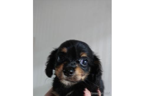 成約済の愛知県のミックス犬-233484の23枚目