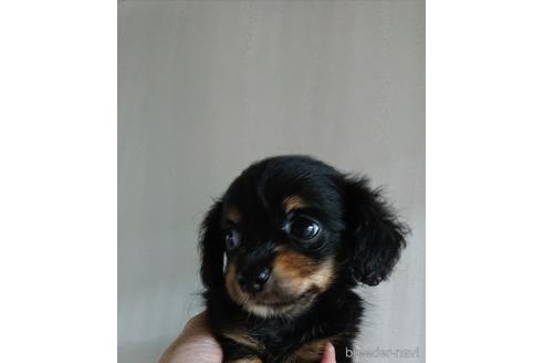 成約済の愛知県のミックス犬-233484の20枚目