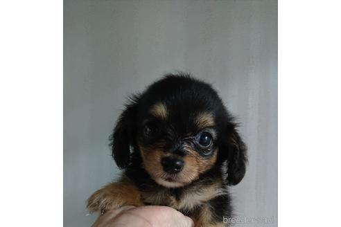 成約済の愛知県のミックス犬-233482の11枚目