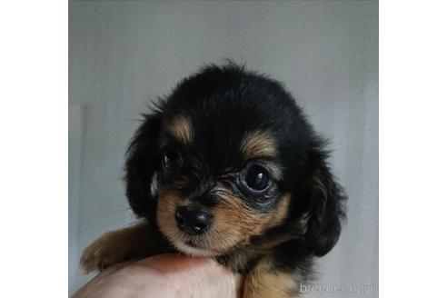 成約済の愛知県のミックス犬-233482の10枚目