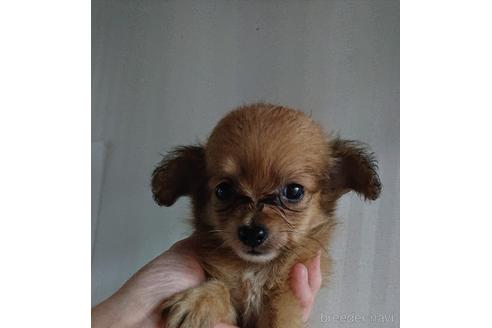 成約済の愛知県のミックス犬-233483の9枚目
