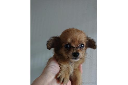 成約済の愛知県のミックス犬-233483の8枚目