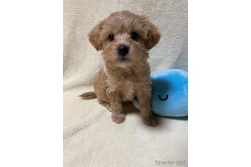 成約済の茨城県のミックス犬-241364の1枚目