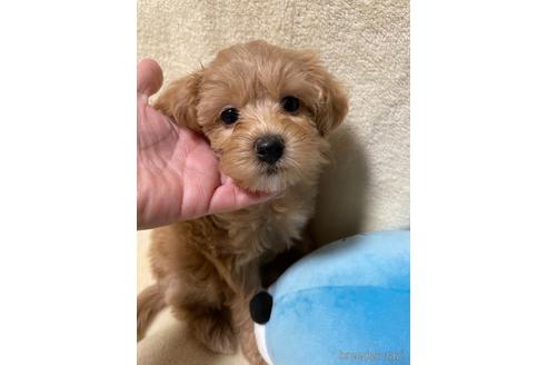 成約済の茨城県のミックス犬-241364の4枚目