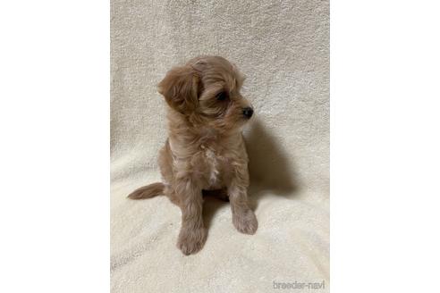 成約済の茨城県のミックス犬-241364の2枚目