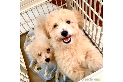成約済の静岡県のミックス犬-237615の12枚目
