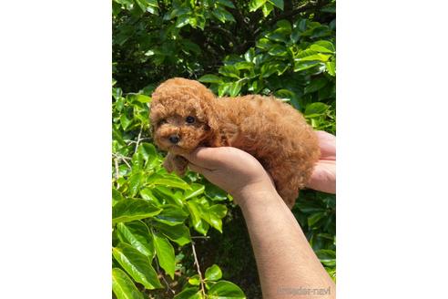 成約済の静岡県のトイプードル-241366の2枚目
