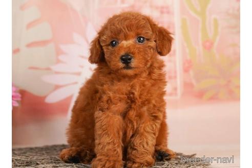 成約済の千葉県のトイプードル-241383の2枚目