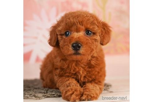 成約済の千葉県のトイプードル-241383の4枚目