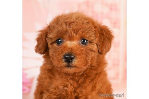 成約済の千葉県のトイプードル-241383