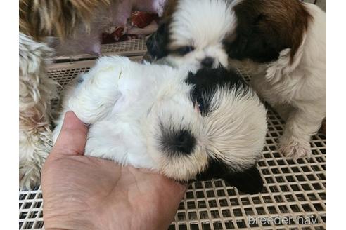 販売中の愛知県のシーズー-241418