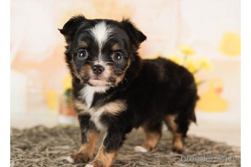 成約済の千葉県のチワワ(ロングコート)-241468の2枚目