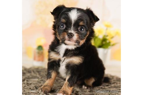 成約済の千葉県のチワワ(ロングコート)-241468の3枚目