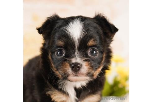 成約済の千葉県のチワワ(ロングコート)-241468の1枚目