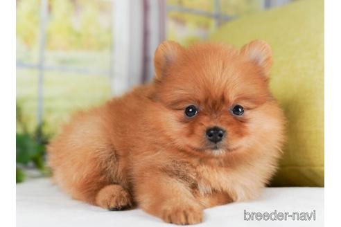 成約済の神奈川県のポメラニアン-241473の4枚目